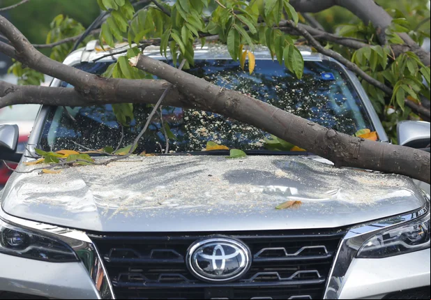 Árvore de grande porte cai sobre SW4 na zona leste de Teresina